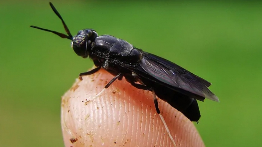 Desperdicio de alimentos + larvas de mosca = millones de dólares para esta instalación al norte de Calgary