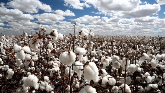 El Gobierno Provincial fijó los precios de referencia para el algodón en bruto para el ciclo productivo 2021/22