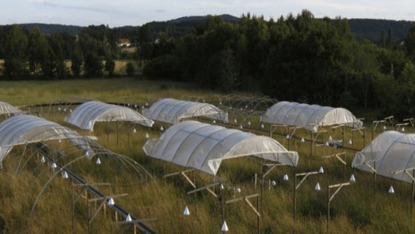 La baja sincronía de un pequeño número de especies vegetales favorece la estabilidad en los ecosistemas del mundo