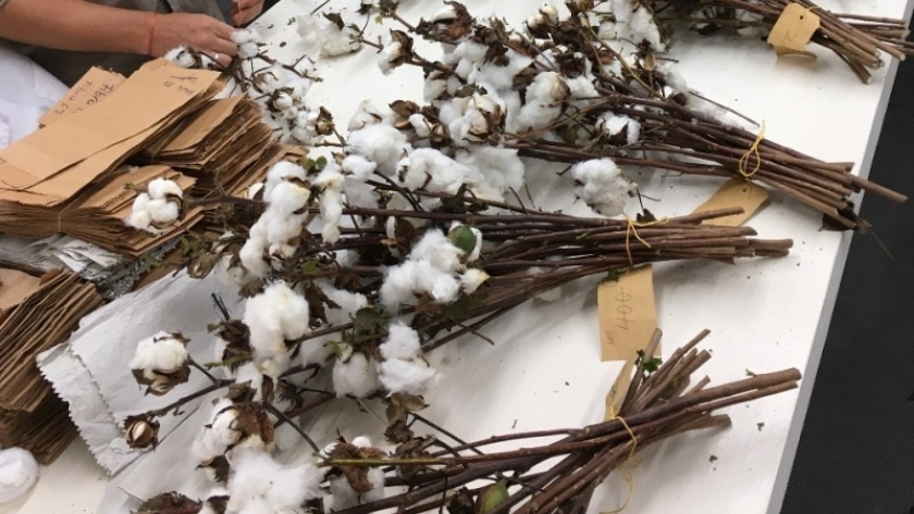 Investigadores buscan desarrollar variedades de algodón adaptadas