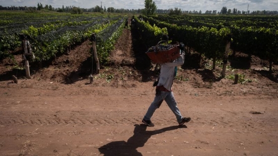 Decanter anticipó que la cosecha 2021 de Argentina es “extraordinaria y sorprendentemente saludable”