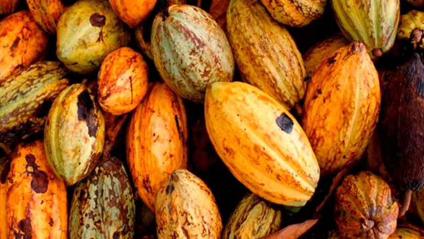 Nestlé deja de comprar cacao y azúcar Fairtrade para KitKat