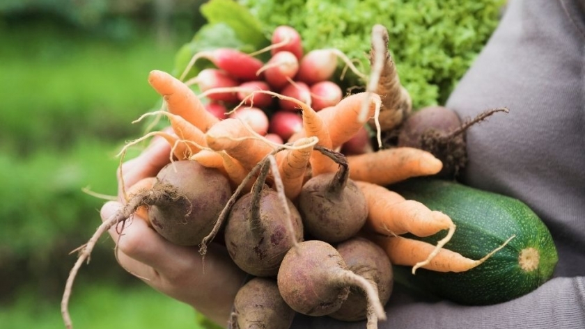Fomentando Huertas Agroecológicas: una invitación a producir alimentos sanos
