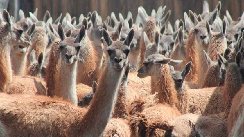 Mendoza cedió más tierras públicas para guanacos en la Reserva La Payunia