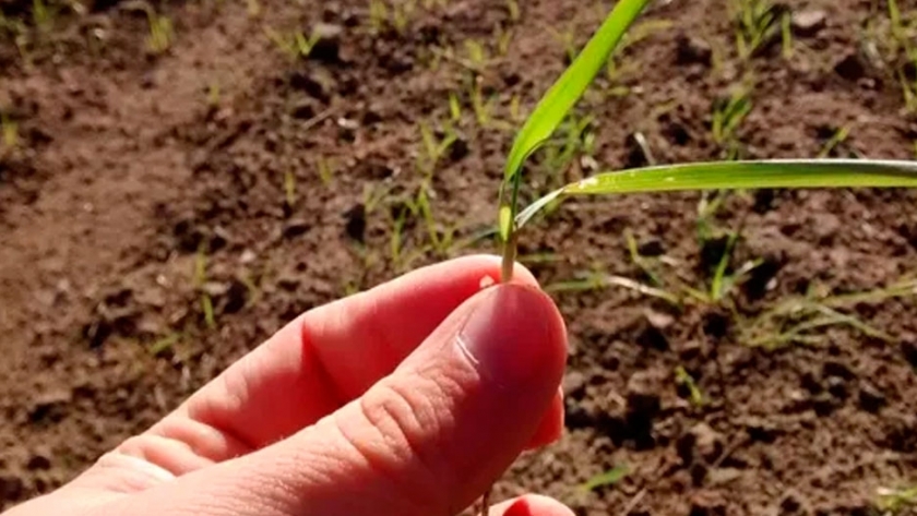 Más agronomía... ¿Es la respuesta correcta?