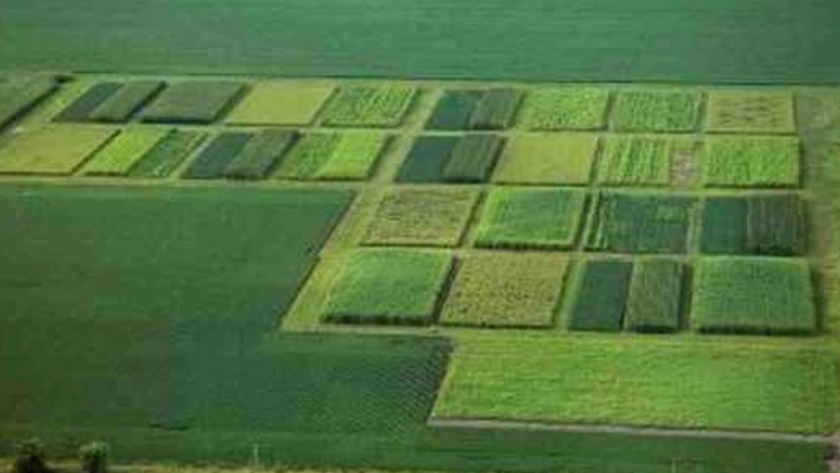 Menos pérdidas de nitrógeno con cultivos de biocombustibles perennes