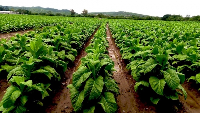 Tucumán comenzó la entrega de insumos fertilizantes a tabacaleros