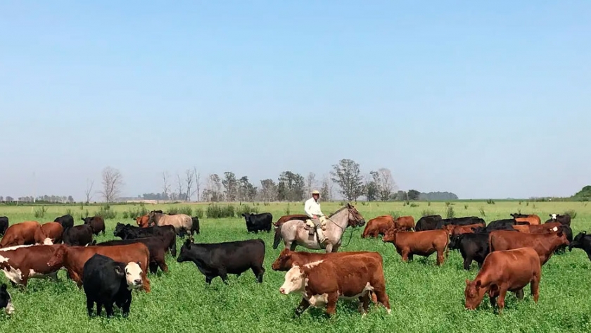 Manejo del pasto y altas cargas para una elevada producción de carne
