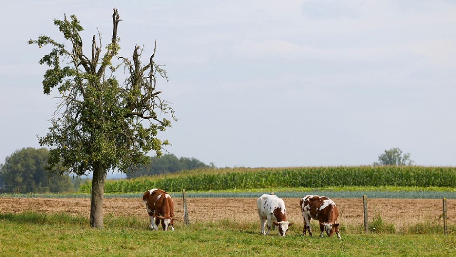 El boom de la carne reaviva el mercado de tierras y dispara el interés por campos ganaderos