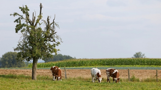 El boom de la carne reaviva el mercado de tierras y dispara el interés por campos ganaderos