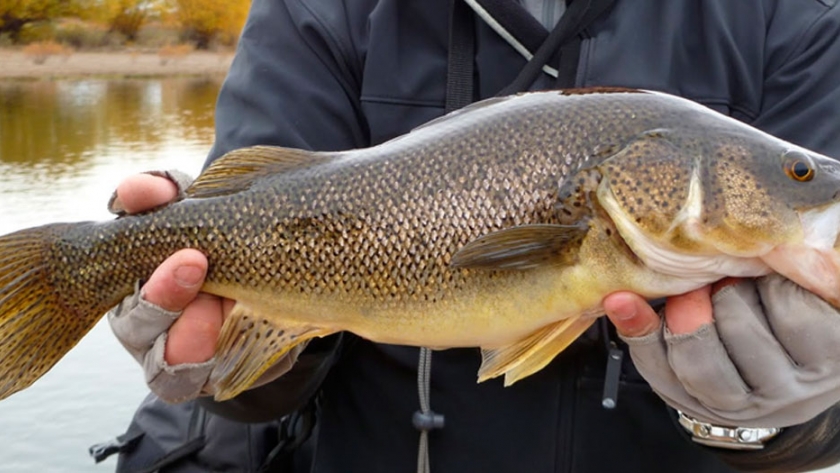 Pesca de Perca (Percichthys spp)
