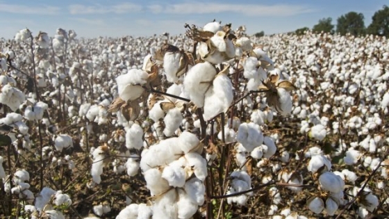 Algodón: Inase investiga uso de semillas ilegales en Chaco