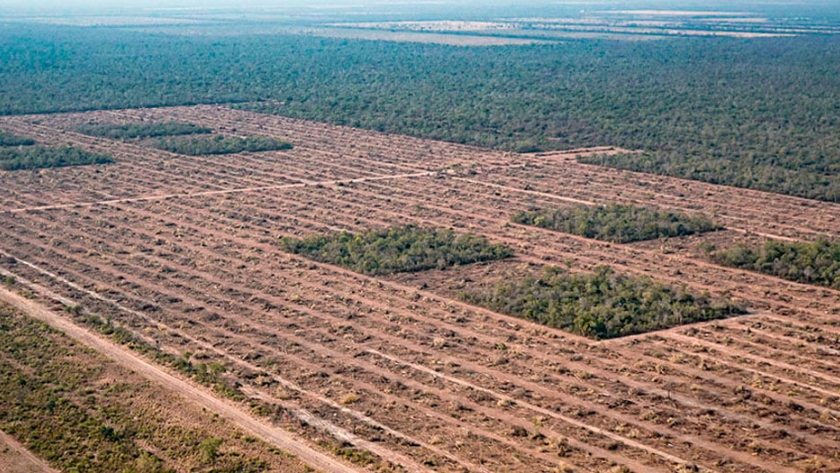 Destinarán US$ 82 millones para combatir la deforestación en la Argentina