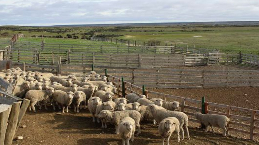 La huella de carbono en la producción ovina Patagónica ¿una medida que nos beneficia en la región?