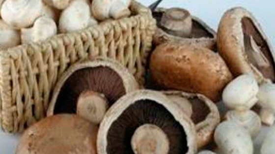 Los 10 Mejores Hongos Comestibles Agroempresario