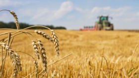 La provincia de Buenos Aires apuesta al mejoramiento y diferenciación de trigo