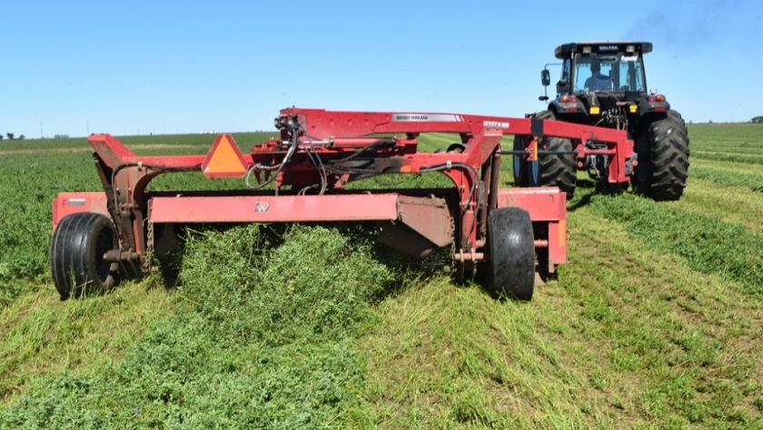 Los efectos del calor en la alfalfa pueden ayudar a definir cuándo cortar