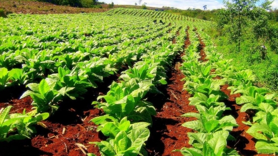 Economías regionales en alerta: solo el tabaco se mantiene en verde en el informe de CONINAGRO