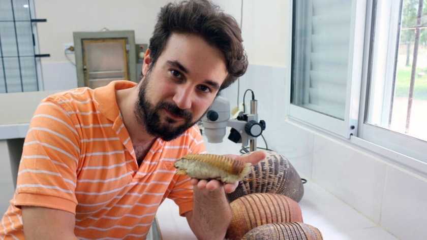 Por primera vez identifican fósiles de pichiciego, el armadillo más pequeño del mundo
