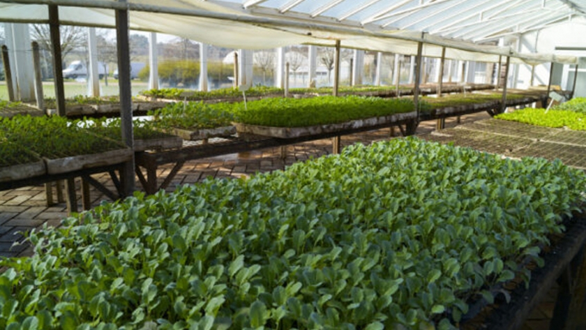 Agricultura creó el Plan Estratégico del sector de la Producción Orgánica