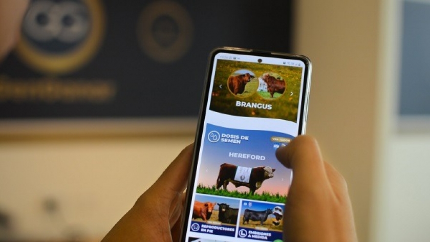 Crearon el primer mercado online de genética bovina del mundo