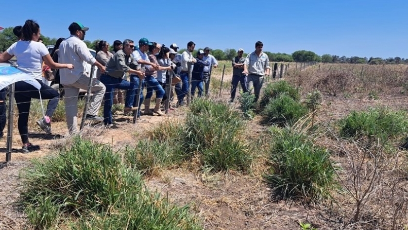 El CEDEVA de Las Lomitas expuso resultados de trabajos de validación en pasturas megatérmicas y manejo del ganado