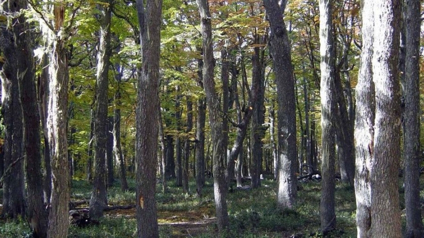 Río Negro participó de la tercera reunión de la Comisión de Bosques Nativos del COFEMA