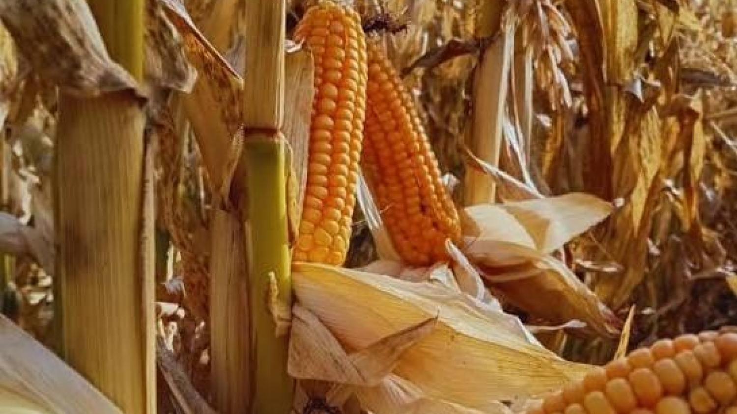El maíz gana terreno en la Patagonia: ensayos del INTA muestran el potencial de híbridos adaptados al frío