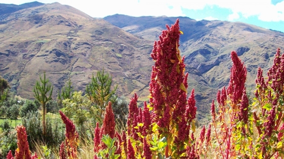El cultivo de quínoa en el NOA argentino: evaluación de su competitividad