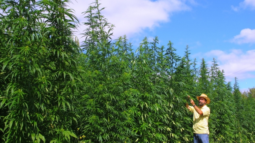 Enviroseed impulsa el retorno del cáñamo como alternativa sustentable para la agroindustria argentina