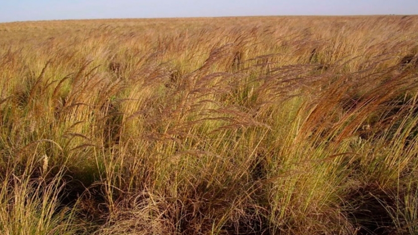 Pasto colorado: una especie nativa con aspecto prolijo durante todo el año