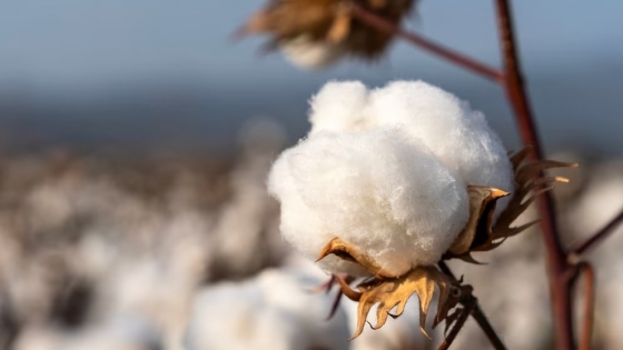 Argentina alcanzó un récord histórico en biotecnología con la aprobación de 38 productos transgénicos en dos años