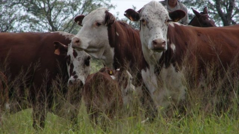 Braford: La importancia de la huella de carbono en la ganadería