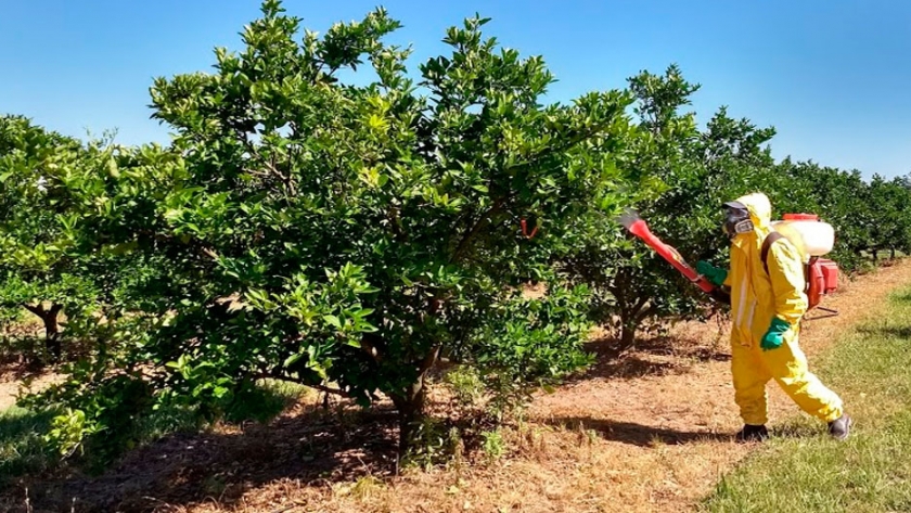 Aplicación de fertilizantes foliares en naranja Salustiana