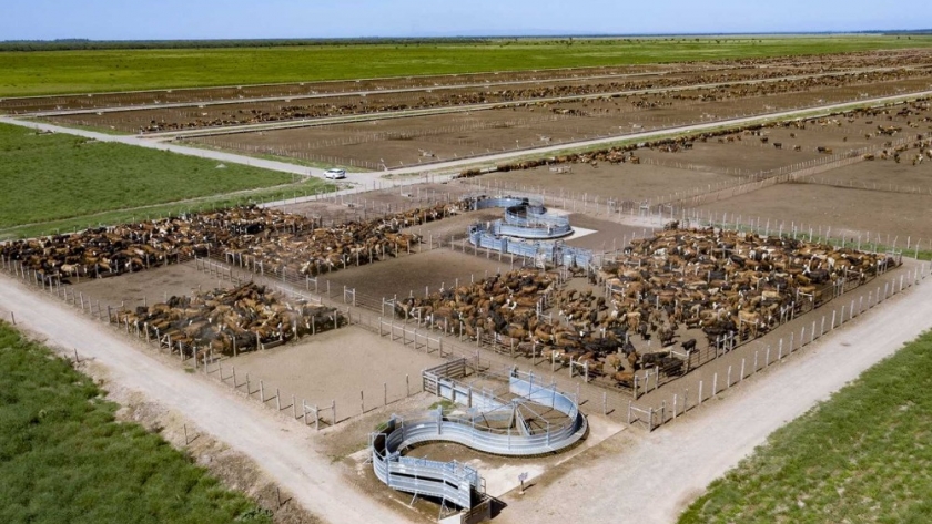 Ganadería: hay más de 2 millones de vacunos en feedlots y el mercado espera una mayor oferta