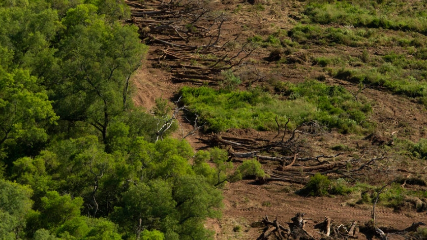 Fondo Verde del Clima destinará US 82 millones para combatir la deforestación en la Argentina