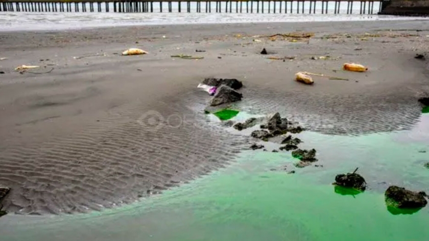 Colocarán barreras especiales ante las cianobacterias en el Río de la Plata