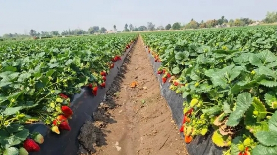 Refuerzan controles sanitarios sobre plntines de  frutillas importadas para prevenir plagas en Argentina
