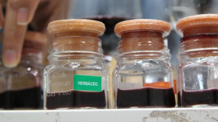 Estudian el impacto de los suelos salinos en los vinos y viñedos