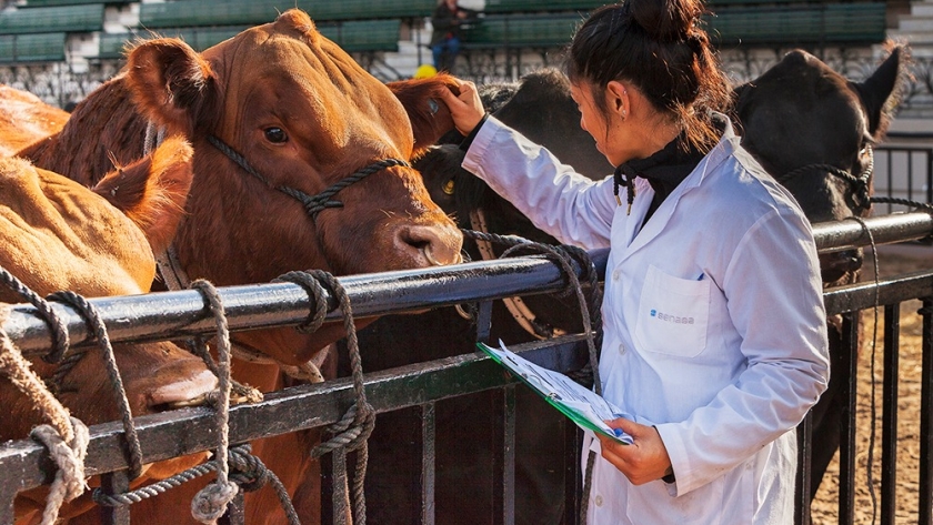 Presentaron un proyecto de ley de bienestar animal