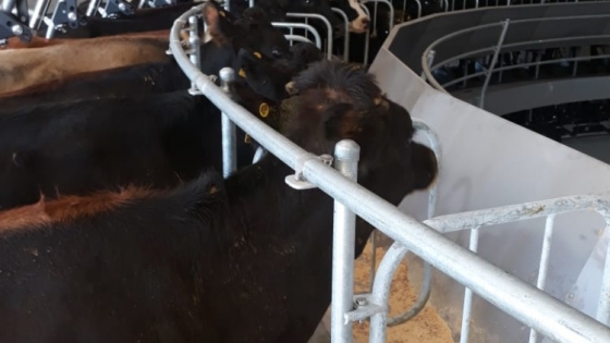 Fernando Cuadrado hizo una inversión redonda: Incorporó un “tambo calesita” que les permite ordeñar 1000 vacas en un tercio del tiempo que les llevaba antes