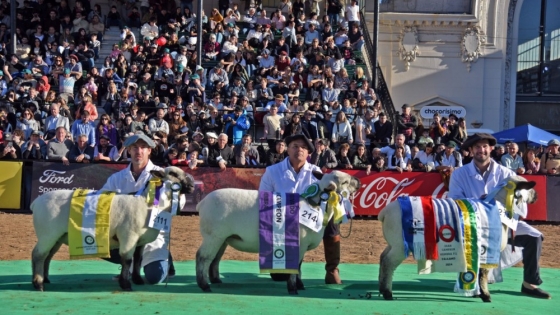 Momento histórico para la Hampshire Down: Por primera vez, los ovinos juraron en el Pista Central de Palermo