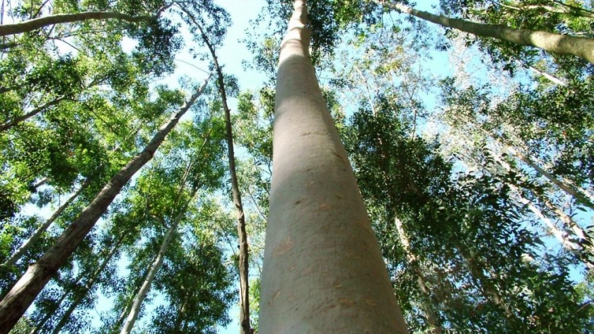 Intensifican acciones para el cuidado del bosque nativo