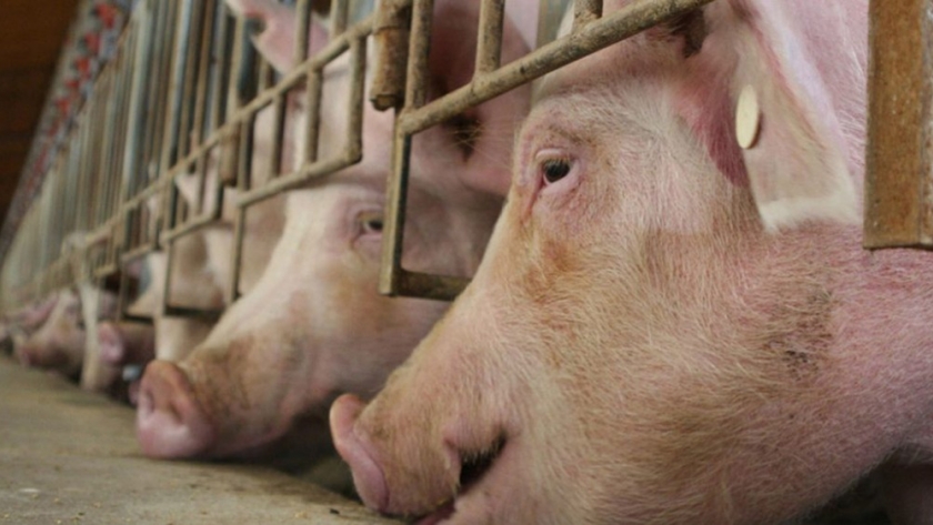 Fericerdo, escenario de debate sobre bienestar animal e impacto ambiental