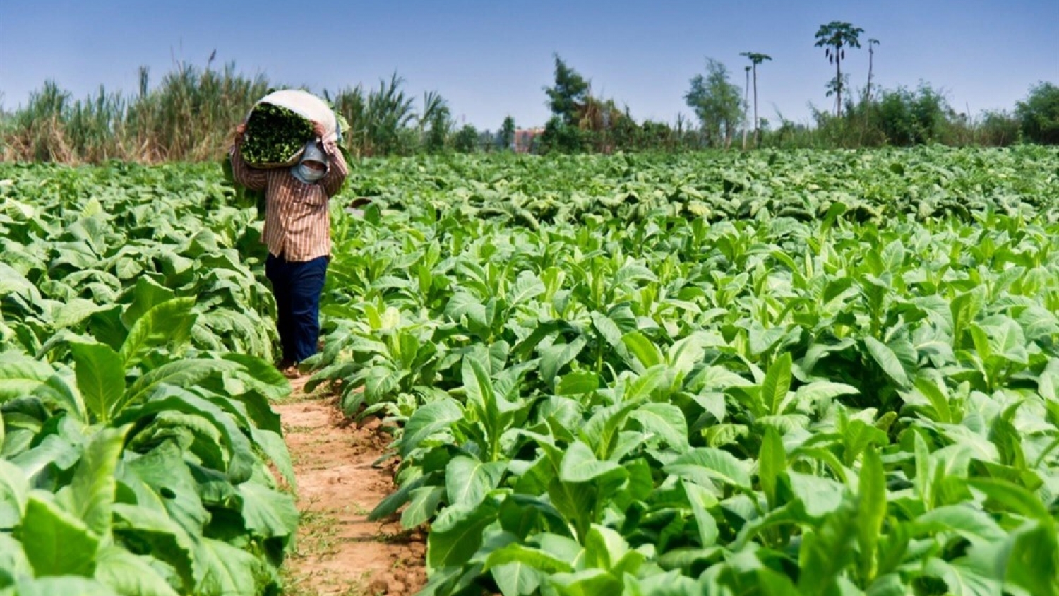 Tabaco argentino enfrenta sobrestock y caída de demanda en un mercado internacional adverso