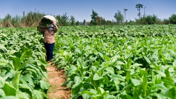 Tabaco argentino enfrenta sobrestock y caída de demanda en un mercado internacional adverso