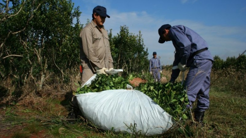 El precio de la materia prima de la yerba mate fue fijado por Nación