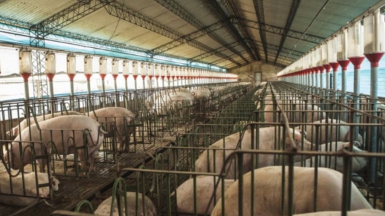 Argentina logra acceso al mercado filipino para cueros frescos de cerdo de uso industrial