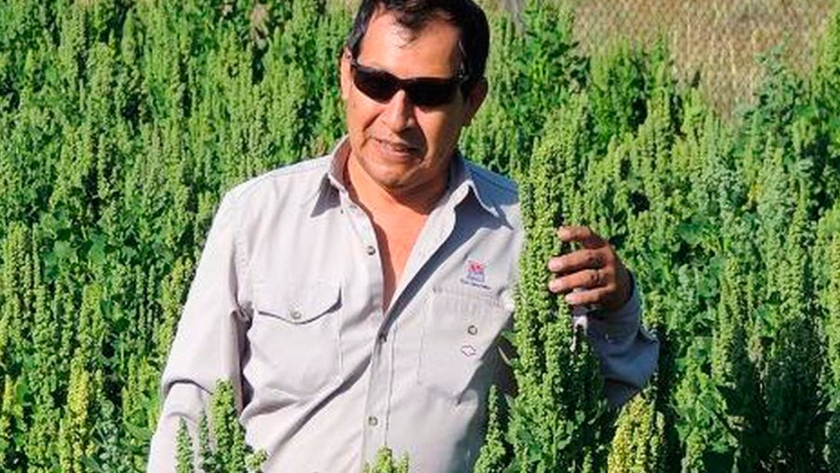 La quinoa ya es made in Argentina