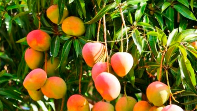 Mango formoseño: fruta saludable y recomendada por nutricionistas